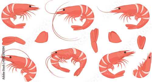 A realistic vector collection of raw pink shrimp and individual segments, perfect for illustrating fresh seafood markets, cooking, and gourmet Asian or marine cuisine concepts