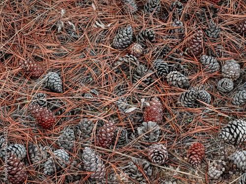 Natural background of pine cones and dried needles on the ground