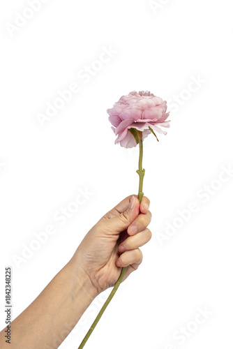 Wallpaper Mural Pink peony flower in hand on transparent background Torontodigital.ca