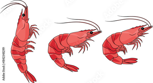 A delightful vector set of three pink cartoon shrimp illustrated in various poses, perfect for seafood menus, marine animal themes, and healthy food advertising concepts