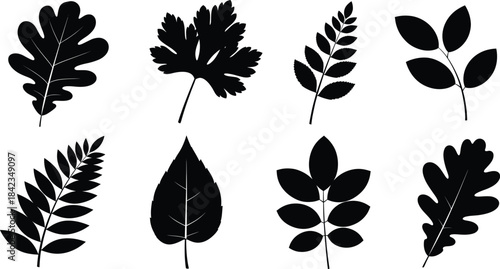 A detailed vector set featuring eight black silhouettes of various deciduous and compound leaves, including oak and parsley shapes, perfect for nature branding and autumn background textures
