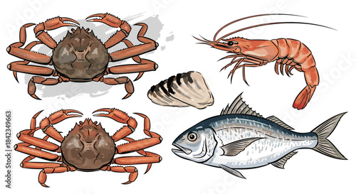 A realistic, hand-drawn style illustration set of fresh Japanese seafood, including snow crabs, shrimp, horse mackerel, and clams.