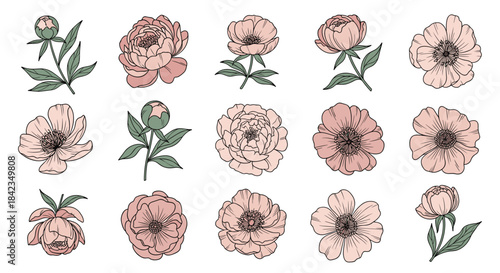 A beautiful collection of hand-drawn pink peony flowers and buds with green leaves, rendered in a vintage botanical line art style.
