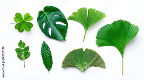 A collection of diverse green leaves arranged on a white background, featuring a four-leaf clover, Monstera-like leaf,