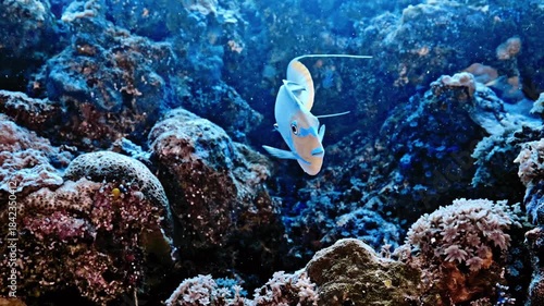 Blue Reef Fish Gliding Over Coral Landscape in Clear Ocean Water