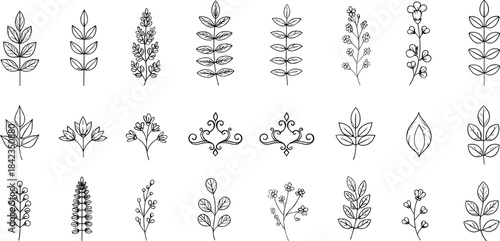 Hand-drawn botanical leaves and floral branches collection featuring delicate line art elements for decorative, natural, and elegant illustrations