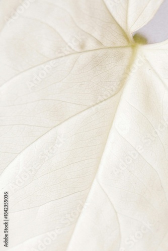 silk fabric background