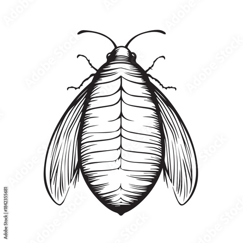 vector illustration of a cockroach
