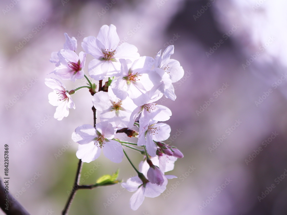 Obraz premium 満開の美しい桜の花