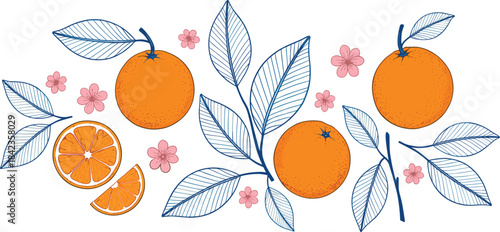 Hand-drawn orange fruit illustration set featuring branches, leaves, blossoms, citrus slices, floral accents, and botanical decorative elements