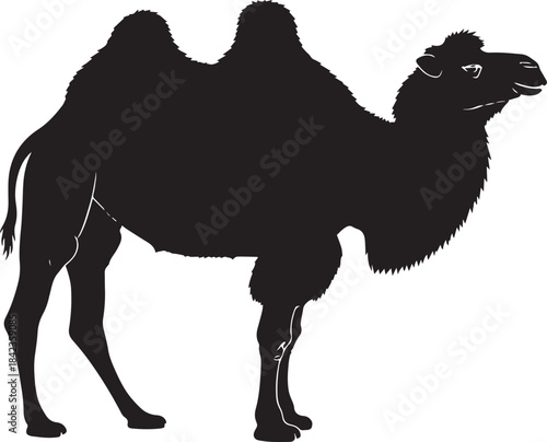 Solid Black Silhouette of a Bactrian Camel with Two Humps, Clean Sharp Outline Animal Illustration on White Background