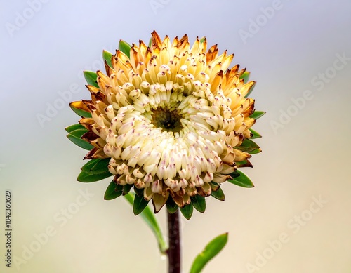 Close-up of a unique, multi-layered flower with cream petals and green accents