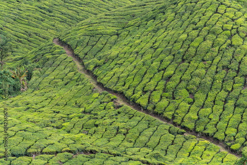 Green tea plantation landscape in cameron highlands, malaysia