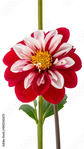 Close-up of a vibrant dahlia with petals in red and white against a white background