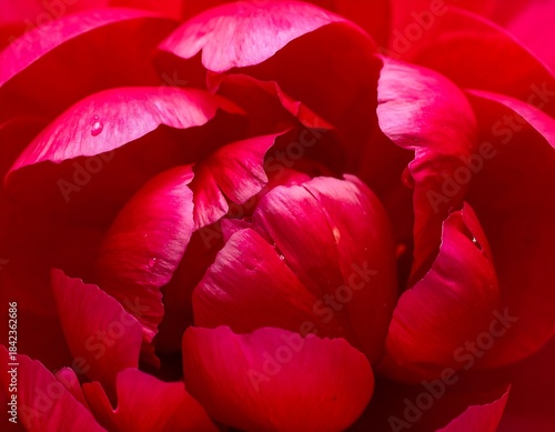 Close-up of a vibrant, crimson flower, displaying layered petals and water droplets