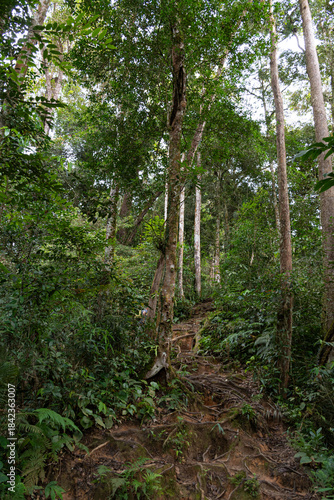 Tropical jungle path winding through lush green rainforest