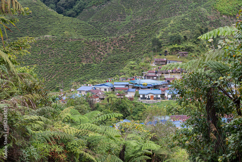 Remote village in tea plantation hills cameron highlands