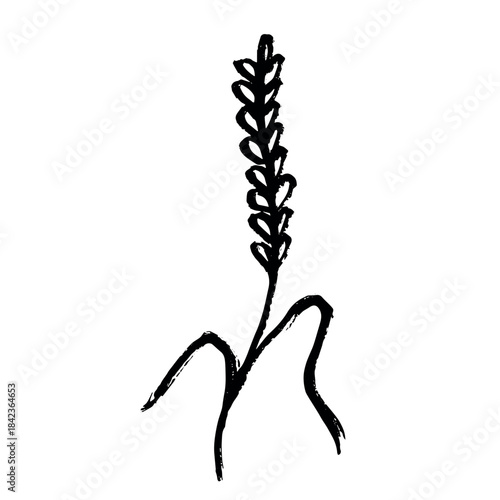 Hand drawn cereal wheat oat rye barley rice ears spikelet clipart Organic wheat bread agriculture farming harvest healthy food Single element for print packaging label design decor