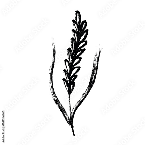 Hand drawn cereal wheat oat rye barley rice ears spikelet clipart Organic wheat bread agriculture farming harvest healthy food Single element for print packaging label design decor