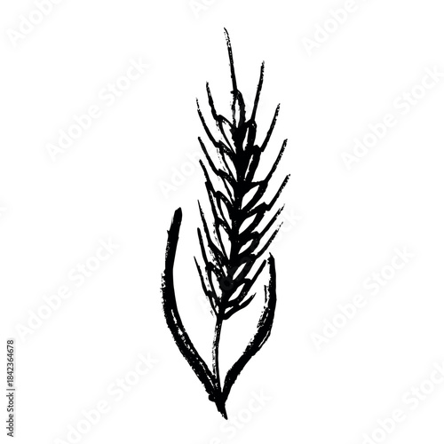 Hand drawn cereal wheat oat rye barley rice ears spikelet clipart Organic wheat bread agriculture farming harvest healthy food Single element for print packaging label design decor
