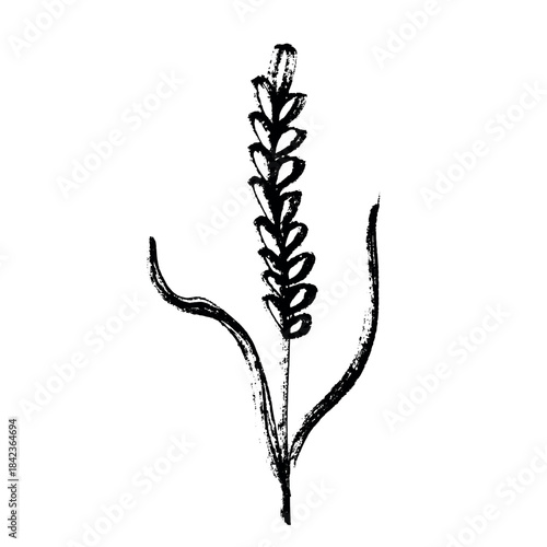 Hand drawn cereal wheat oat rye barley rice ears spikelet clipart Organic wheat bread agriculture farming harvest healthy food Single element for print packaging label design decor