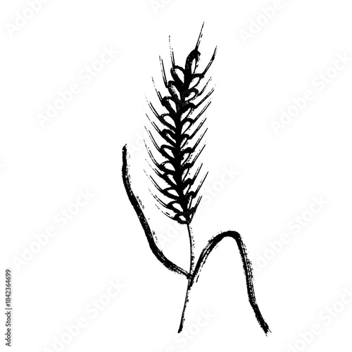 Hand drawn cereal wheat oat rye barley rice ears spikelet clipart Organic wheat bread agriculture farming harvest healthy food Single element for print packaging label design decor