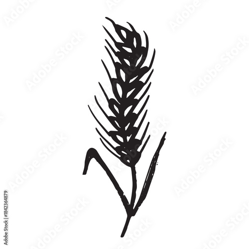 Hand drawn cereal wheat oat rye barley rice ears spikelet clipart Organic wheat bread agriculture farming harvest healthy food Single element for print packaging label design decor
