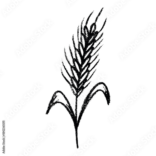 Hand drawn cereal wheat oat rye barley rice ears spikelet clipart Organic wheat bread agriculture farming harvest healthy food Single element for print packaging label design decor