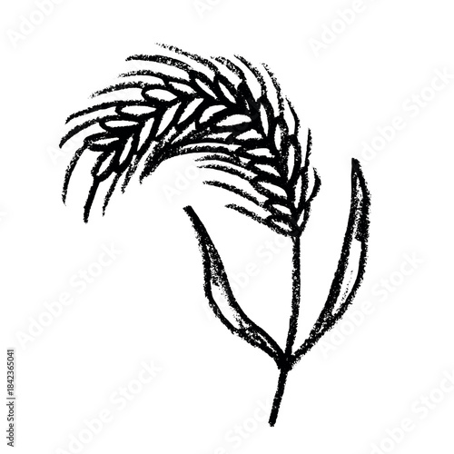 Hand drawn cereal wheat oat rye barley rice ears spikelet clipart Organic wheat bread agriculture farming harvest healthy food Single element for print packaging label design decor