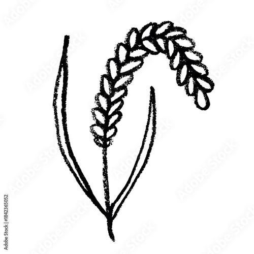 Hand drawn cereal wheat oat rye barley rice ears spikelet clipart Organic wheat bread agriculture farming harvest healthy food Single element for print packaging label design decor