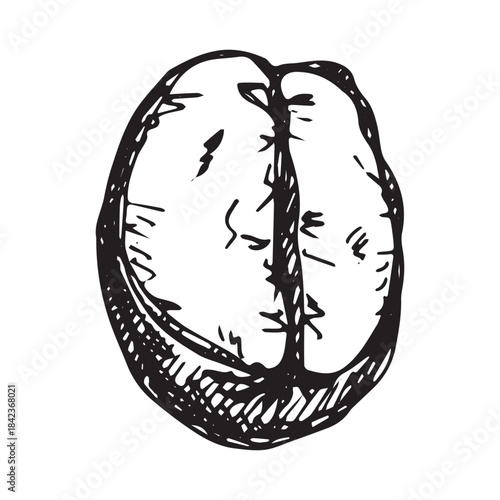 Hand drawn fresh roasted coffee bean Arabica robusta seed doodle Single element for print, web, design, decor