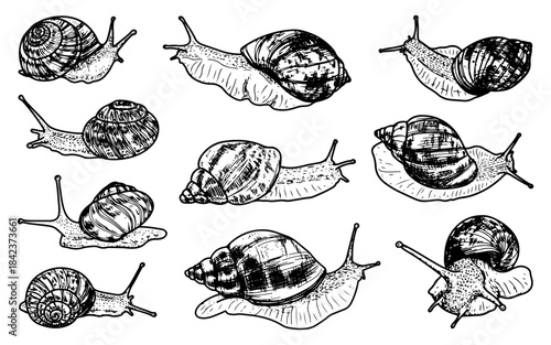 Set of snails. Sketch vector hand drawn. Gastropod mollusk. Wild life. Animals with spiral shells. Coil slug. Grape snail, Achatina. Nature illustration. Engraving graphic art.