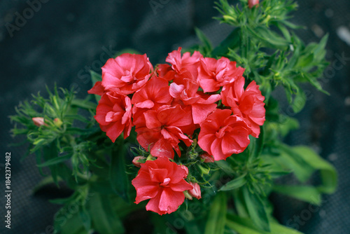 Wallpaper Mural red flowers in the garden Torontodigital.ca
