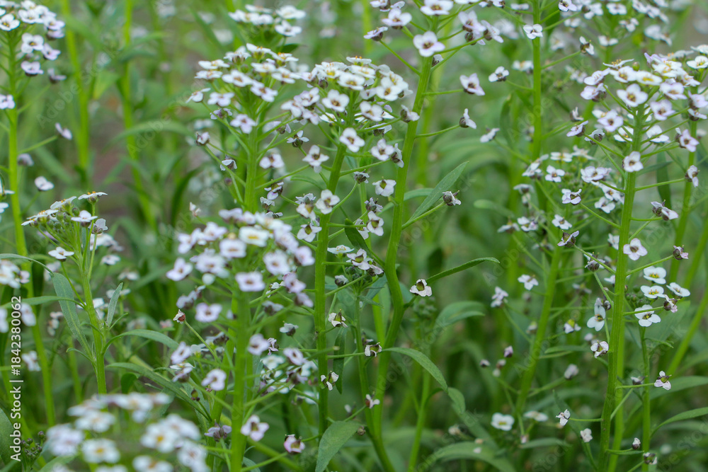 Naklejka premium green grass in spring