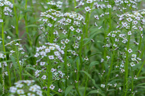 Wallpaper Mural green grass in spring Torontodigital.ca