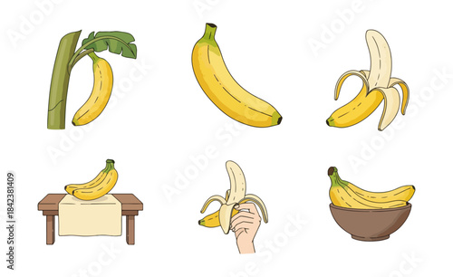 Illustrated bananas displaying variety and stages of ripening