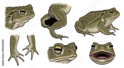 Illustrated close up of frogs in various poses for educational use