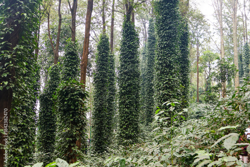 Coffee plantation in Araku valley. Black pepper plants, Nature landscape.