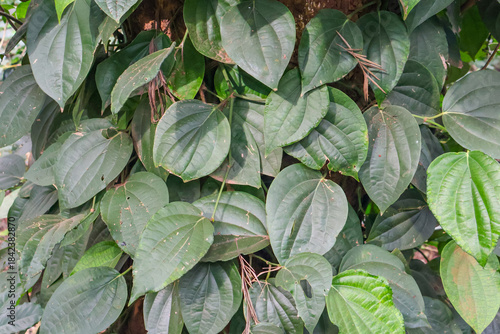 Leaves of Betel Pepper or Wild Pepper. Fresh green betel plant with glossy leaves, lush foliage.