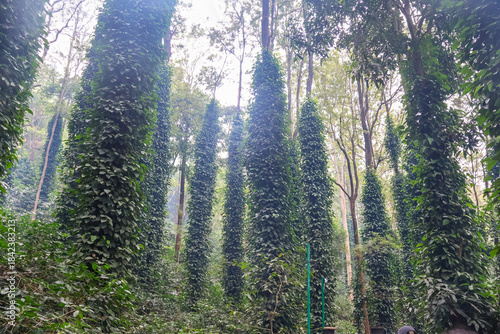 Coffee plantation in Araku valley. Black pepper plants, Nature landscape.