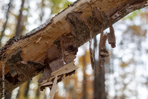 Fototapeta Naklejka Na Ścianę i Meble -  Odpadająca od pnia uszkodzonej chorej brzozy kora 