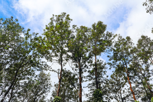 Beautiful pine trees with the blue sky background. View of pine forest on a sunny day. 