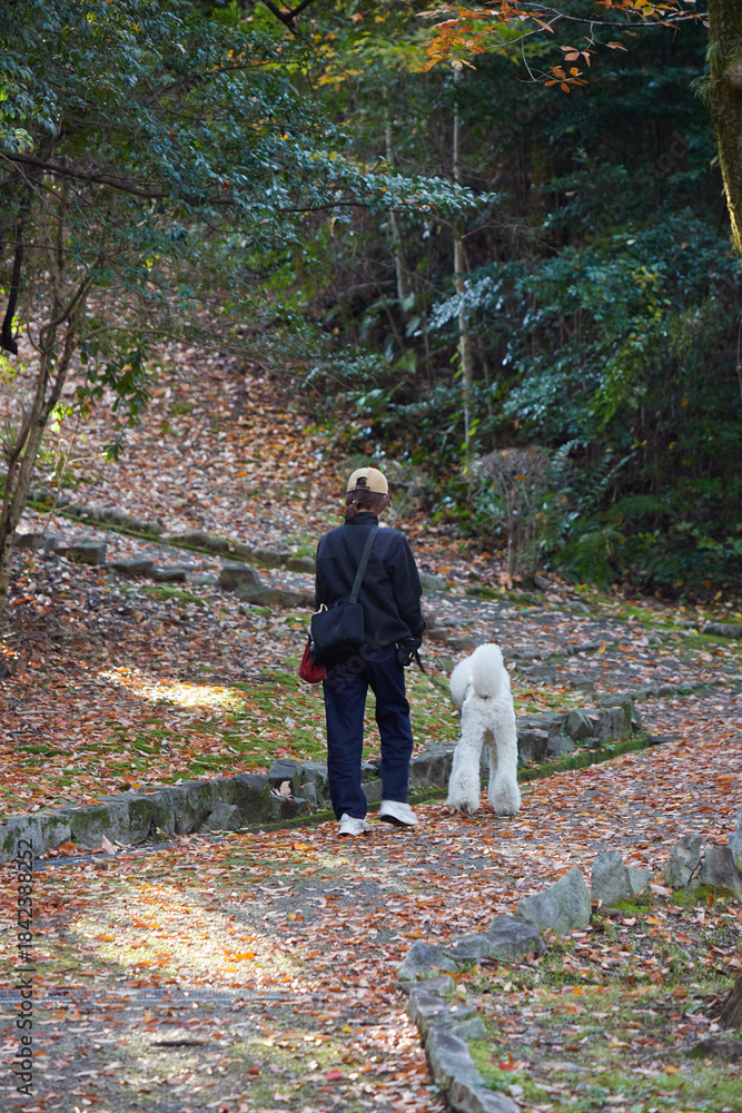 Fototapeta premium 秋の公園で犬を連れて散歩する女性の姿と紅葉の風景