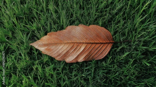 A single brown leaf rests on lush green grass, showcasing nature's contrast between decay and vibrant growth.