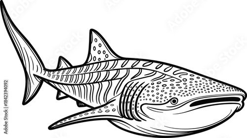 Black and blue tuna fish vector illustration for marine aquatic seafood and fishing concepts