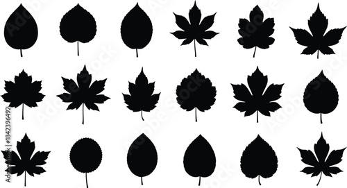 Collection of various leaf silhouettes isolated on transparent background