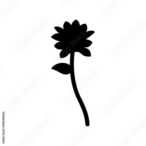 A beautiful single black and white flower blossom with a delicate petal and bud showcases the natural floral beauty of a spring plant isolated against a simple background