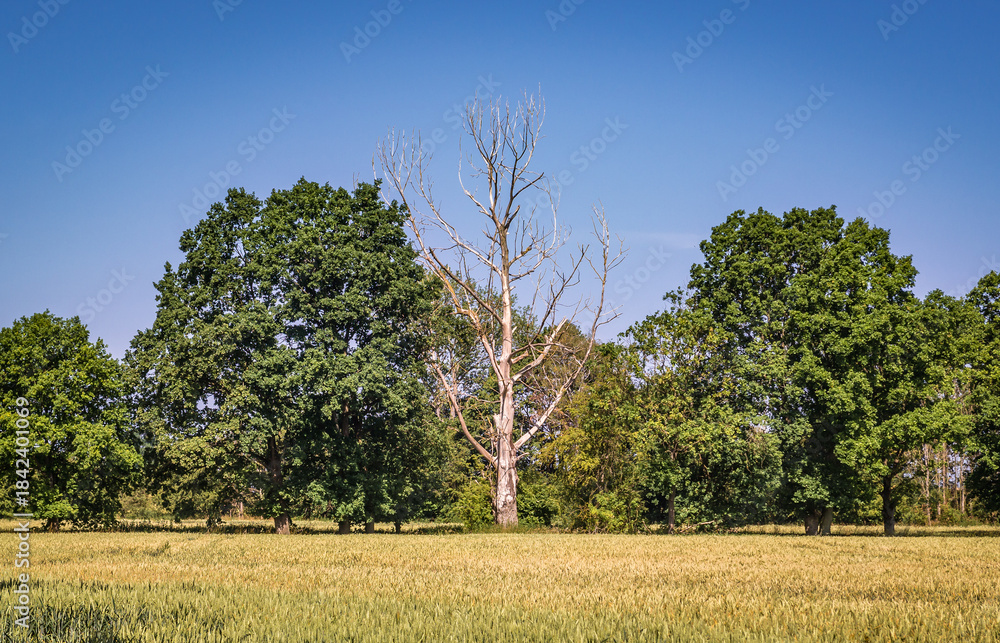 Obraz premium Dried tree on a field near Wrzosowo village in West Pomerania region of Poland