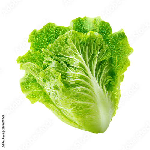 Fresh green romaine lettuce head closeup with water droplets on transparent background for design