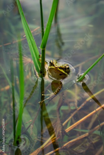 white lipped frog in water